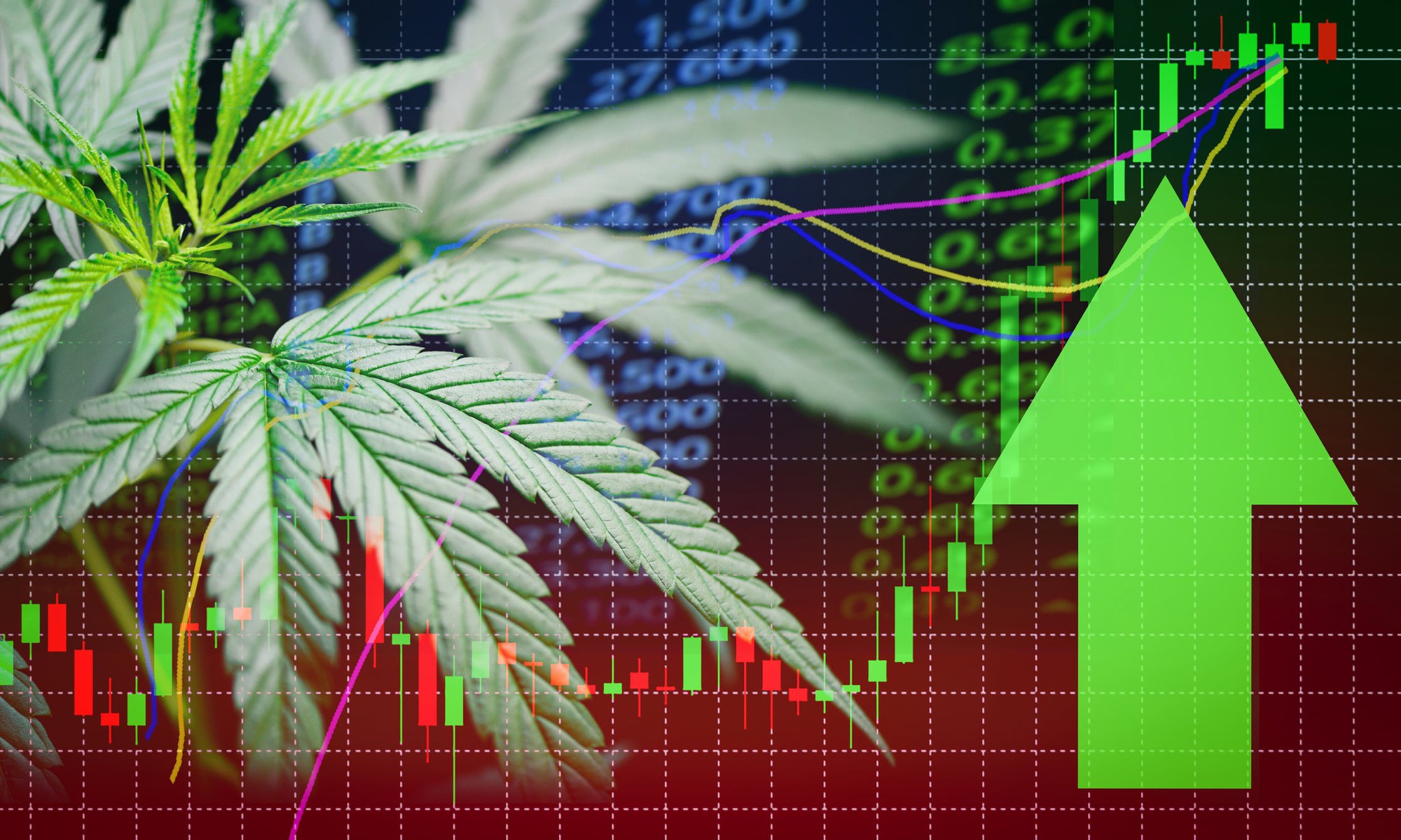 Cannabis